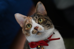DSC_1004
