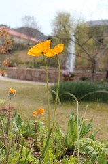 北川村｢モネの庭｣/花の庭・春