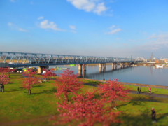 妙典の桜