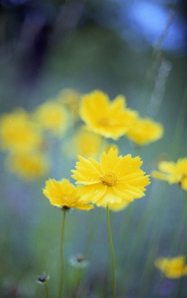 img068