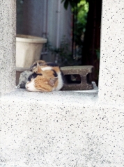 猫