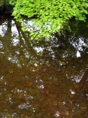 昭和記念公園