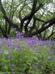 昭和記念公園