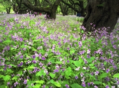昭和記念公園