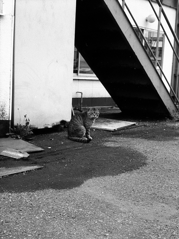 猫