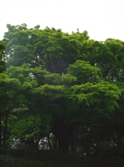 昭和記念公園