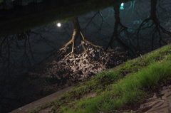 川面に映る夜桜