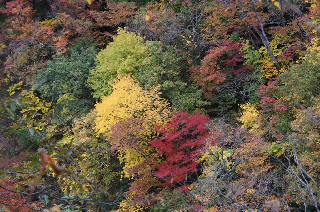 山の中の信号木