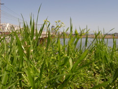 河川敷の輝き