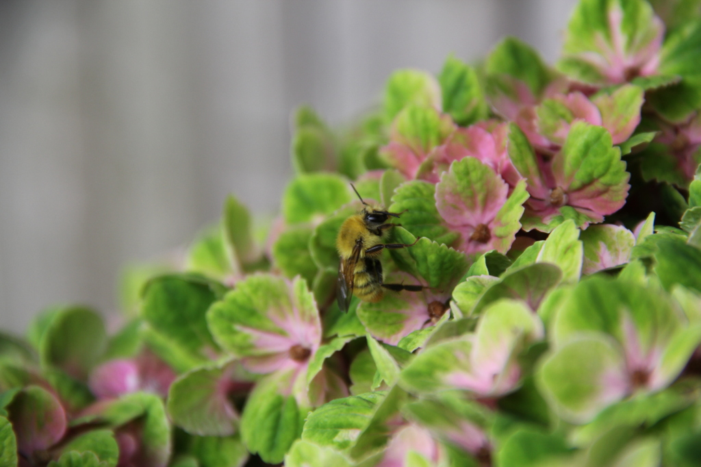 蜂が紫陽花の蜜を吸う パートⅱ