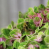 蜂が紫陽花の蜜を吸う パートⅱ