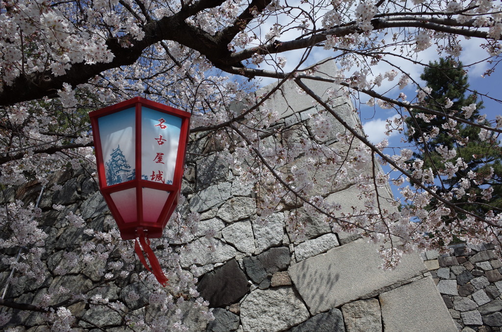 名古屋城の桜