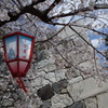 名古屋城の桜