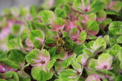 蜂が紫陽花の蜜を吸う