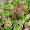 蜂が紫陽花の蜜を吸う