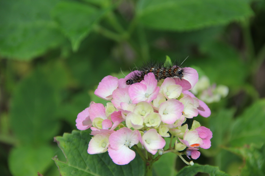 気持ち悪い毛虫のマクロ
