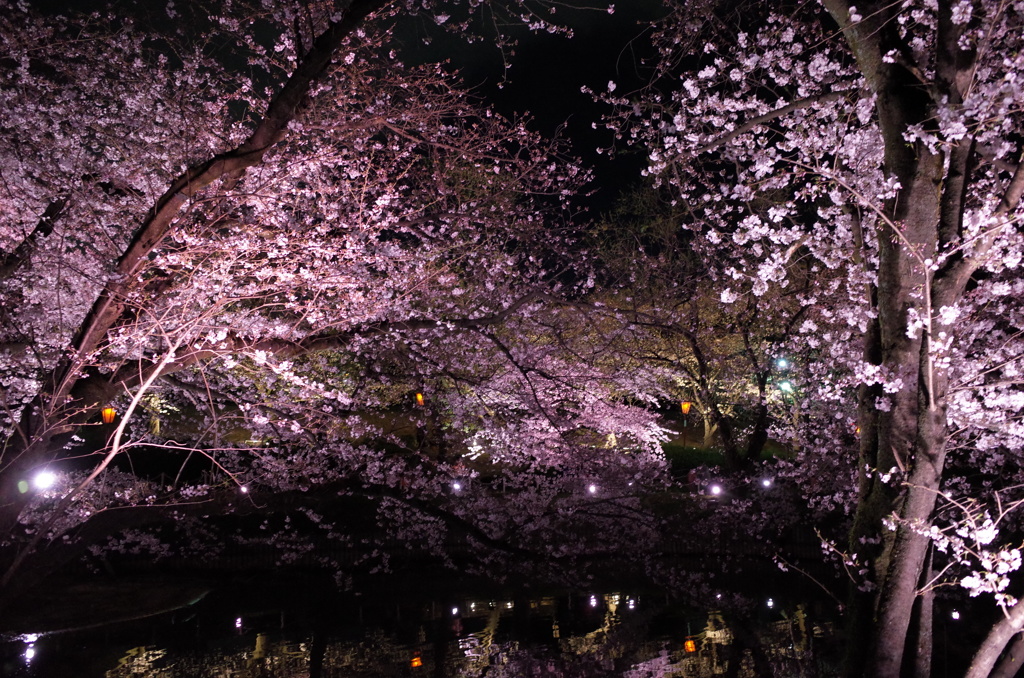 大池公園の夜桜