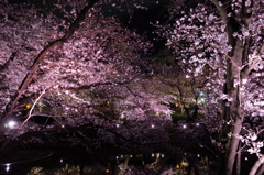 大池公園の夜桜
