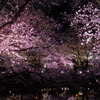 大池公園の夜桜