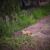 廃線脇にいた猫