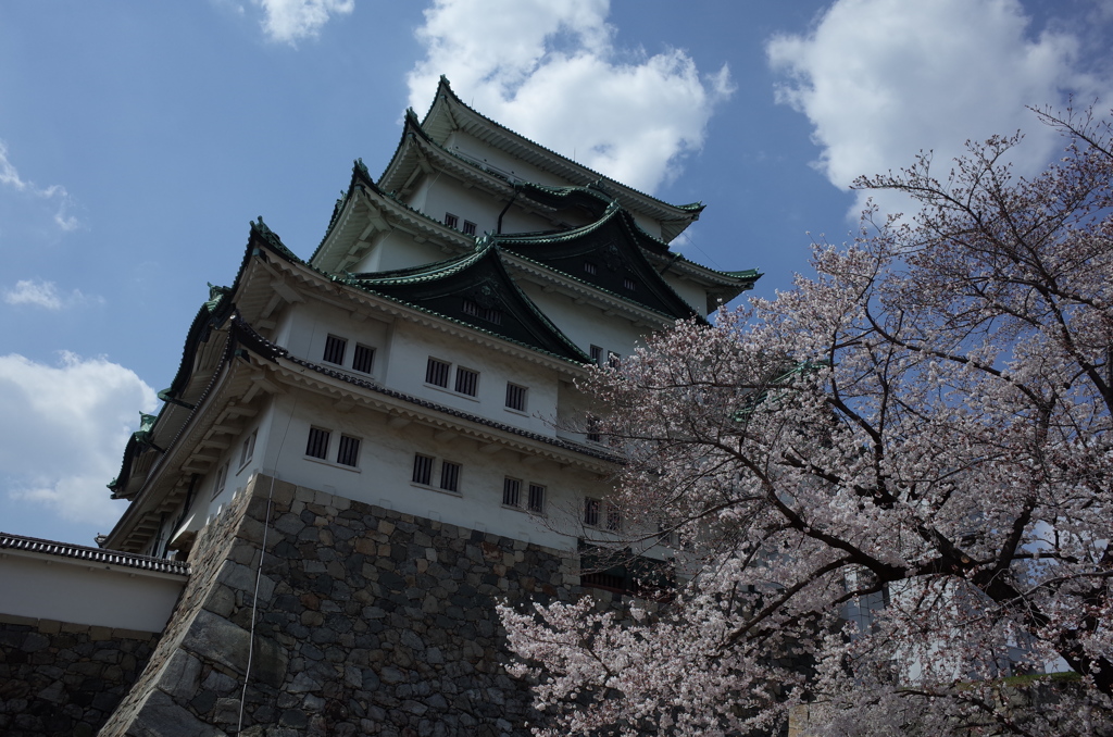 名古屋城と桜