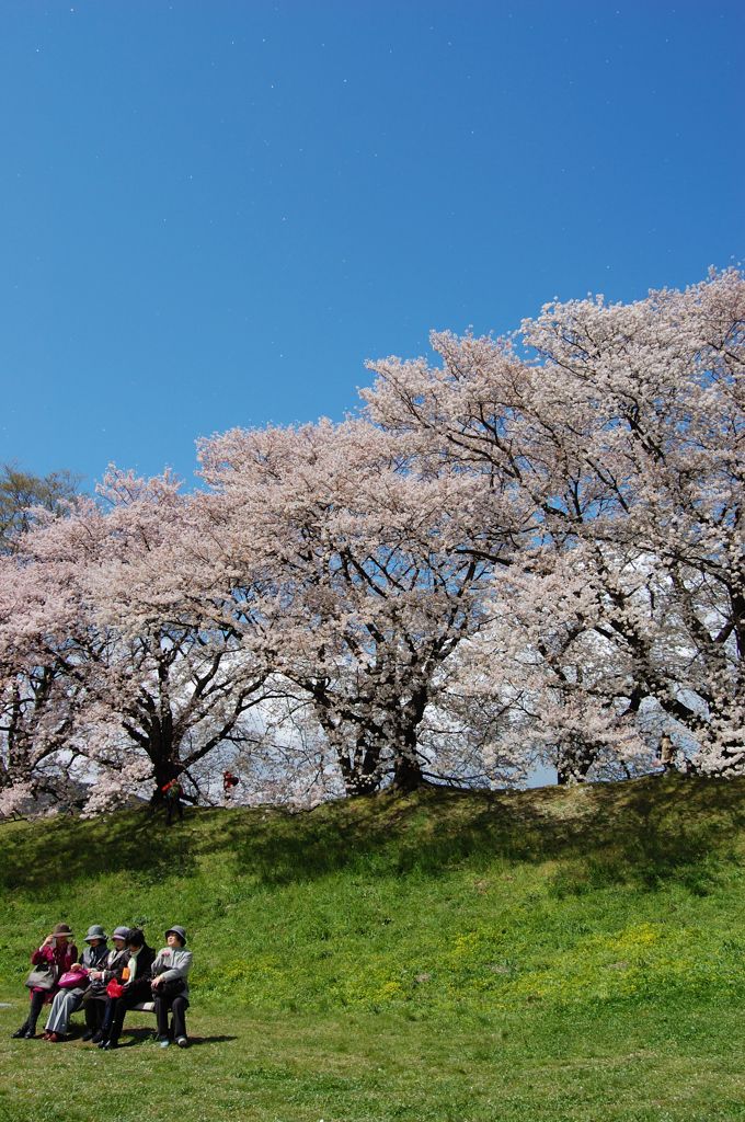 お花見