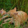 猫やけど・・・