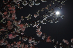 月と桜と