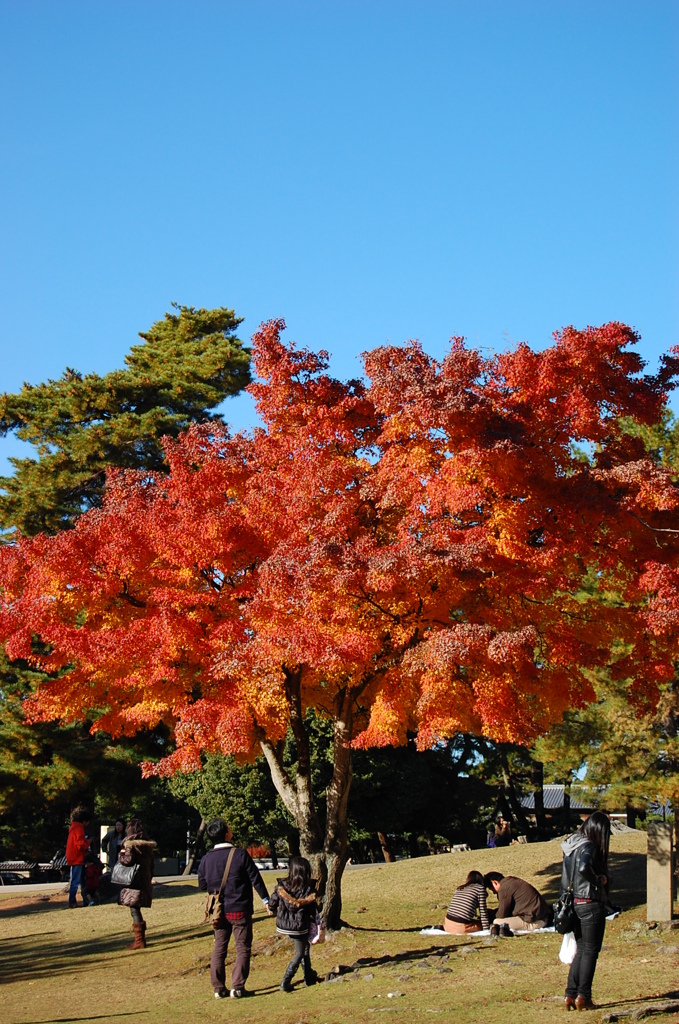 紅葉