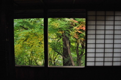 紅葉