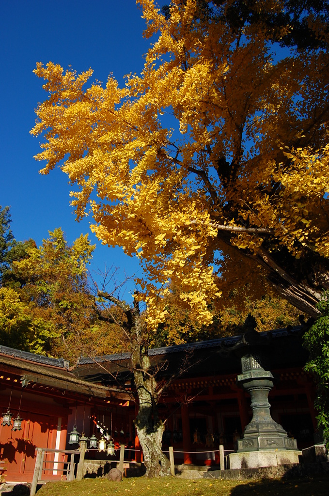 紅葉
