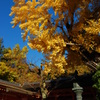紅葉