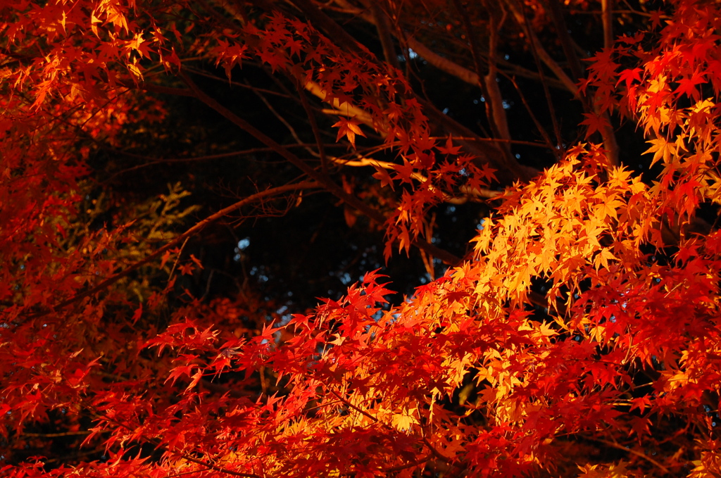 紅葉