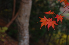 紅葉