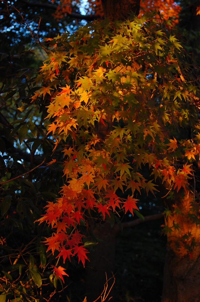 紅葉