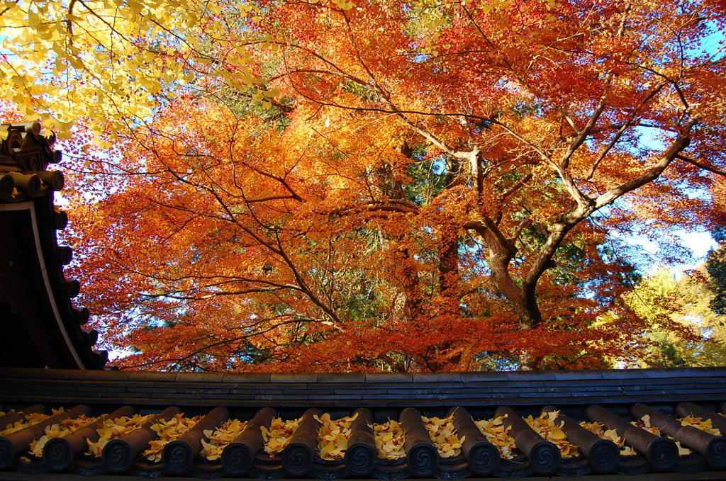紅葉