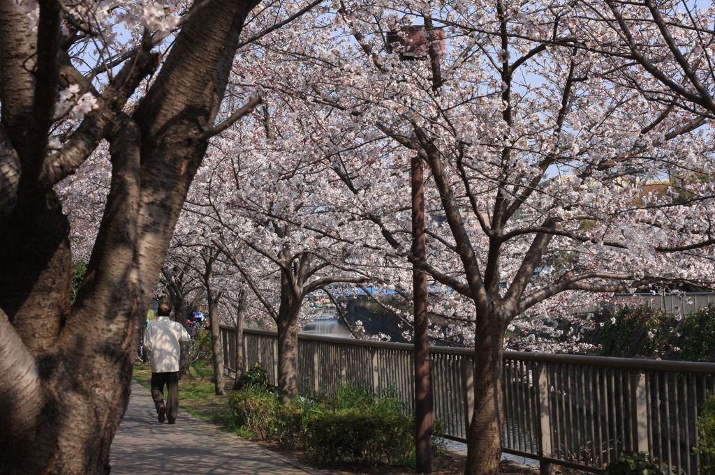 桜道
