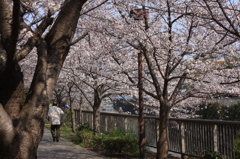 桜道