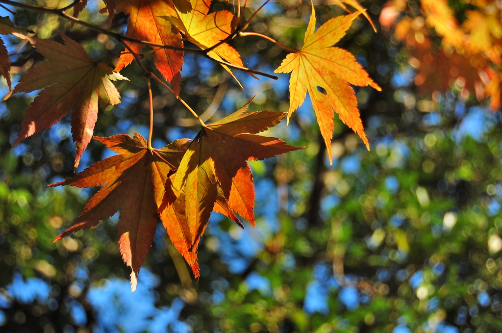 紅葉