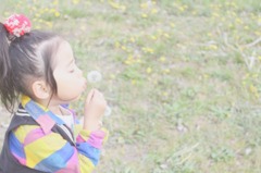 綿毛