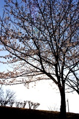sakura