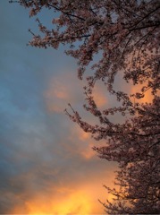 夕暮れと桜