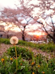 たんぽぽと桜