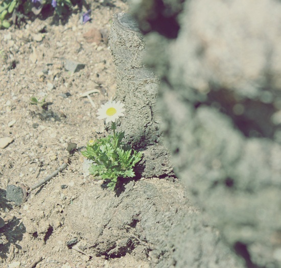 小さな花
