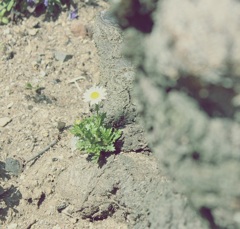 小さな花