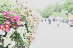 お花の橋