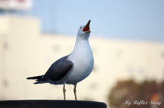 ずっと鳴いてるつばめ