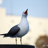 ずっと鳴いてるつばめ