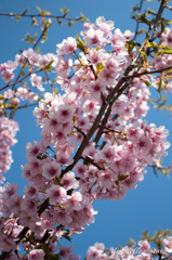 桜が満開