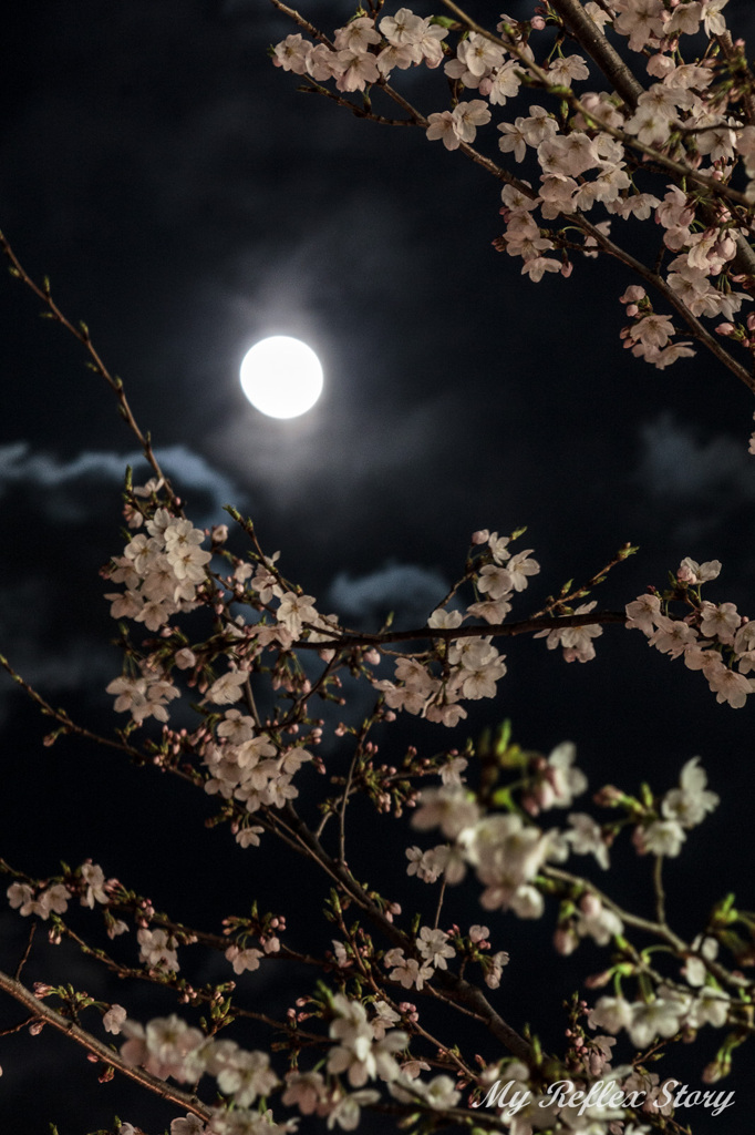 目黒川の桜並木　夜桜×満月